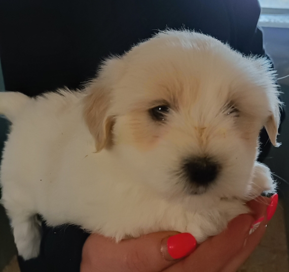 Petit mâle Coton de Tulear né le 26/08/2024 est proposé – vendu 1260 €.