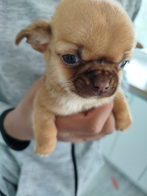 Petit mâle Chihuahua né le 10/08/2024 est proposé – vendu 860 €.