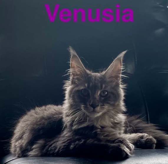 Petite femelle Maine Coon née le 02/06/2024 est proposée – vendue 1100 €.