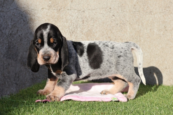 Petite femelle Basset Bleu de Gascogne née le 20/09/2024 est proposée – vendue 850 €.