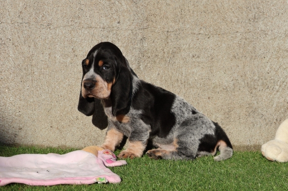 Petite femelle Basset Bleu de Gascogne née le 20/09/2024 est proposée – vendue 850 €.