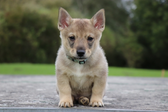 Petit mâle Chien des Goths né le 27/07/2024 est proposé – vendu 1400 €.