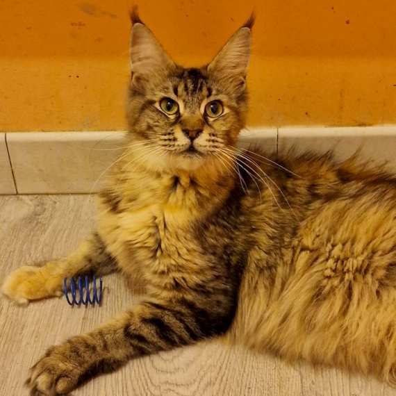 Petit mâle  né le 13/03/2026 est proposé – vendu 1450 €.