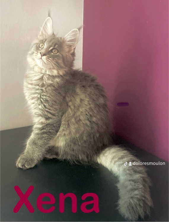 Petite femelle Maine Coon née le 02/06/2024 est proposée – vendue 1100 €.