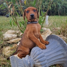 Chiot Pinscher Moyen à adopter au prix de 1700 €