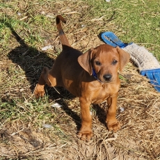 Acheter Pinscher Moyen bébé pour 1700 €