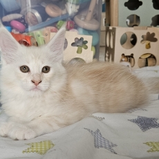 Maine Coon chaton vendu 1200 €