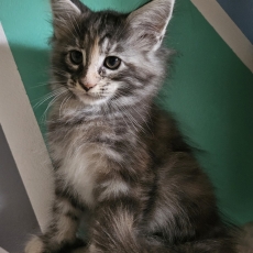 Maine Coon chaton vendu 1300 €