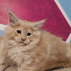 Acheter Maine Coon bébé pour 1200 €