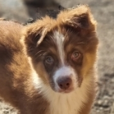 Chiot Berger australien à adopter au prix de 1160 €