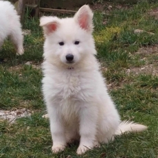 Adoption chiot Berger Blanc au prix de 1800 €