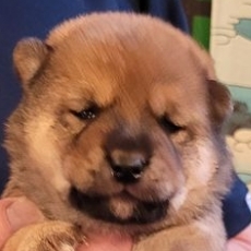 Acheter Shiba bébé pour 1800 €