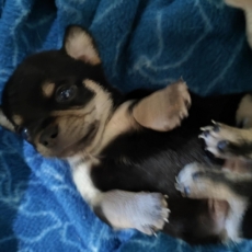 Acheter Chihuahua bébé pour 850 €