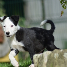 Border Collie chiot vendu 500 €