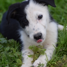 Border Collie chiot vendu 500 €