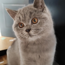 Chaton British Shorthair à adopter au prix de 1300 €