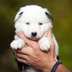 Chiot Laika de Yakoutie à adopter au prix de 1650 €