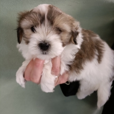 Chiot Coton de Tulear à adopter au prix de 1400 €