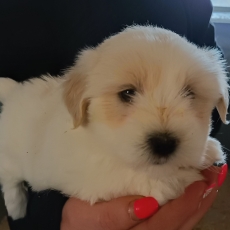 Acheter Coton de Tulear bébé pour 1260 €