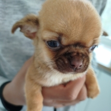 Adoption chiot Chihuahua au prix de 860 €