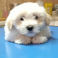 Chiot Coton de Tulear à adopter au prix de 1400 €