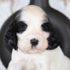 Adoption chiot Cocker Anglais Spaniel au prix de 1400 €