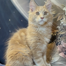 Chaton Maine Coon à adopter au prix de 1750 €