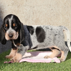 Acheter Basset Bleu de Gascogne bébé pour 850 €