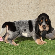 Adoption chiot Basset Bleu de Gascogne au prix de 850 €