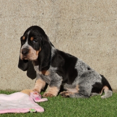 Acheter Basset Bleu de Gascogne bébé pour 850 €