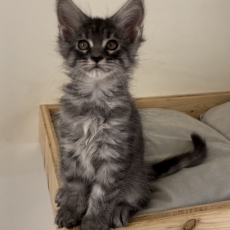 Acheter Maine Coon bébé pour 1300 €