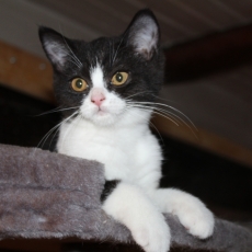 Acheter British Shorthair bébé pour 1200 €