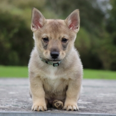 Adoption chiot Spitz des Visigoths au prix de 1400 €