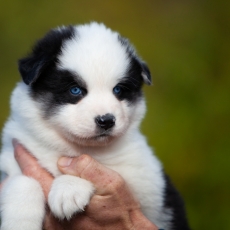 Adoption chiot Laika de Yakoutie au prix de 1650 €