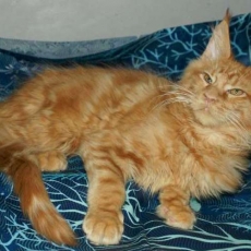 Maine Coon chaton vendu 1450 €