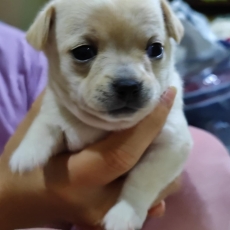 Adoption chiot Chihuahua au prix de 950 €