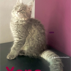 Acheter Maine Coon bébé pour 1100 €