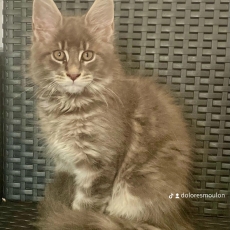 Maine Coon chaton vendu 1100 €