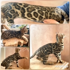 Adoption chaton Chat Bengal au prix de 1100 €