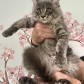 Chaton Maine Coon de race – prix 1100 €.