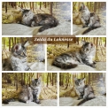 Chaton Maine Coon de race – prix 1000 €.