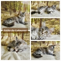 Maine Coon disponible en Indre-et-Loire