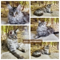 Chaton Maine Coon de race – prix 1000 €.