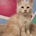 Chaton Maine Coon de race – prix 1200 €.