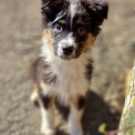 Chien Berger australien proposé par l’élevage Le Domaine du Clos d'Estely.