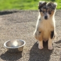 Chien Berger australien proposé par l’élevage Le Domaine du Clos d'Estely.