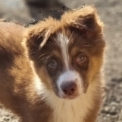 Chiot Berger australien  vendre au prix de 1160  vaccin et identifi.