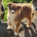 Chien Berger australien proposée par l’élevage Le Domaine du Clos d'Estely.