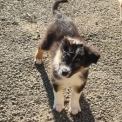 Chien Berger australien proposé par l’élevage Le Domaine du Clos d'Estely.