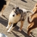 Chiot Berger australien sans pedigree  en région Normandie.